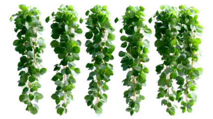Lush green botanical vines with abundant round leaves gracefully hanging, offering a refreshing natural aesthetic for enhancing interior decor, creating serene outdoor ambiance, or