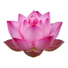 A bright pink lotus flower isolated on a white background displaying fresh petals and balanced floral symmetry