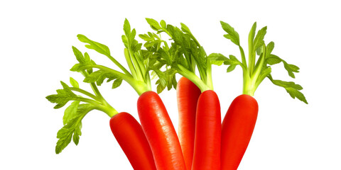Fresh vibrant orange carrots with green leafy tops present a wholesome visual for healthy eating campaigns, organic food advertising, nutritional content, and grocery store promotions.