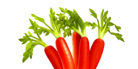 Fresh vibrant orange carrots with green leafy tops present a wholesome visual for healthy eating campaigns, organic food advertising, nutritional content, and grocery store promotions.