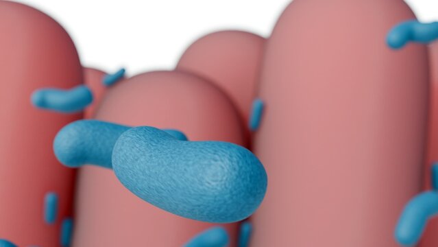 3D render of green bacilli bacteria interacting with pink intestinal villi. The vital symbiotic link between the human gut barrier and our resident microbiome.