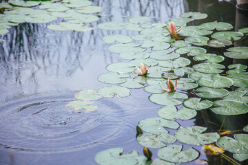 Clear Pond With Waterlilies Nature Scenic Photo