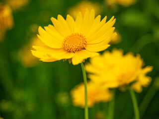 Fototapeta premium Vibrant Yellow Coreopsis Flowers In Bloom