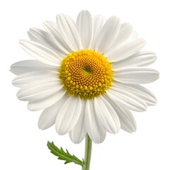 Feverfew, Cheerful White Petals with Sunny Yellow Centers on Bright White Background, Evoking Timeless Herbal Charm and Fresh Cottage Garden Simplicity in a Clean Minimal Botanical Still Life