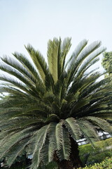 Obraz premium Majestic palm tree with lush green fronds in tropical setting