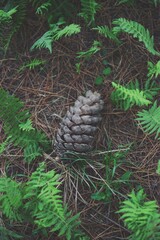 Green Forest Style Pine Cone Still Life