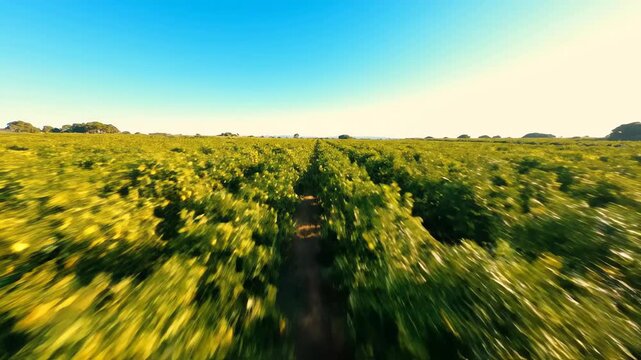Overhead cinematic drone sweep across lush rows of citrus orchard lemon trees stretching towards the horizon under a clear blue sunny sky nature, cinematic, stretching