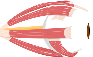 Lateral View of Human Eye Anatomy 