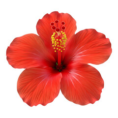 A bright red hibiscus flower isolated on a white background highlighting bold petals and tropical plant beauty