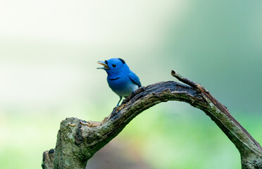 Obraz premium Blue Flycatcher Bird Eating Insect