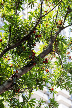 Red Yangmei Bayberries Hanging On Tree Branches