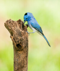 Obraz premium Blue Flycatcher Bird Eating Insect