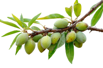 A branch of an almond tree laden with developing green almonds against a black background