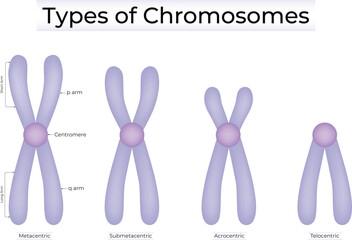 Types of Chromosomes Classified by Centromere Position Vector Illustration