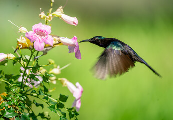 Fototapeta premium Sunbird Feeding Nectar From Flower
