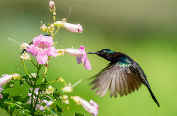 Fototapeta premium Sunbird Feeding Nectar From Flower