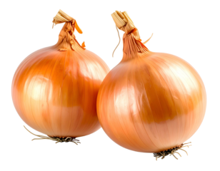 Two golden, ripe bulbs with dried tops and roots