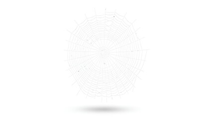 Delicate Orb Web: A Spider's Precise Architecture in Subtle Gray Hues on White Backdrop