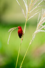 Red Avadavat Bird On Grass