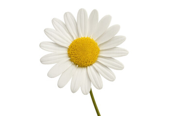 Fototapeta premium White daisy flower blooming with yellow center
