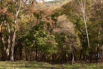 Lush Green Forest With Tall Trees Background