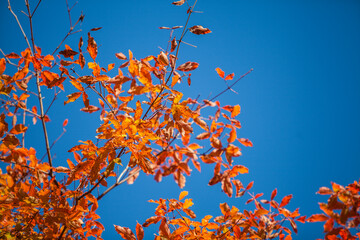 Red Autumn Leaves Minimal Nature Scene Background