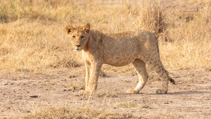 African lion cub in Amboseli National Park in Kenya Africa KEN