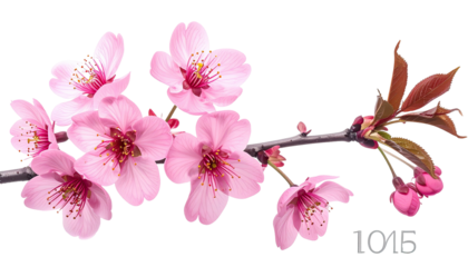 Cherry blossoms on a branch, pink petals, brown leaves