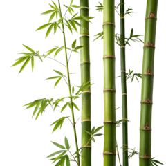 bamboo forest ,isolated on transparent background png © Waris ALI