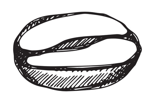 Hand drawn fresh roasted coffee bean Arabica robusta seed doodle Single element for print, web, design, decor