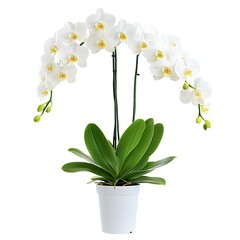 Elegant White Phalaenopsis Orchid Plant in a White Pot