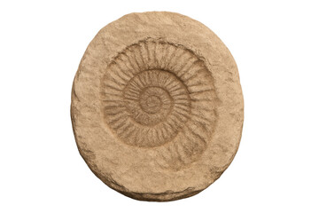 Ammonite fossil showing ancient marine life preserved in stone