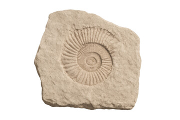 Ammonite fossil in stone cut out on transparent background