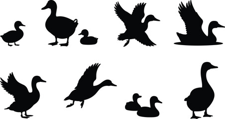 Black duck and goose silhouettes collection isolated on white background, wild waterfowl shapes set for nature design, hunting graphics, logos, and illustrations © Babulur