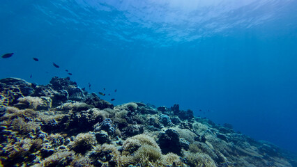 Obraz premium Sun rays penetrate clear tropical ocean water from above. Soft underwater light beams create a calm scene with blue gradients, depth, and natural illumination spreading through the water column.