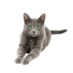 Obraz premium Gray cat with green eyes isolated on transparent background