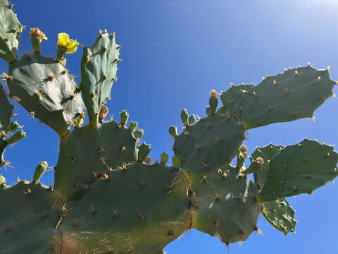 Paisagem de Cactos na Praia com C&eacute;u Azul Tropical &ndash; Ver&atilde;o, Natureza e Viagem