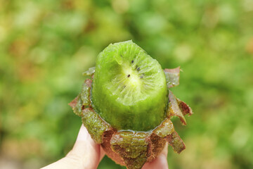 Fresh Kiwi Fruit Cross-Section in Guizhou Province