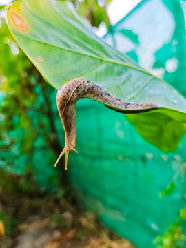 A slug  which is an apparently shell-less terrestrial gastropod mollusk. 