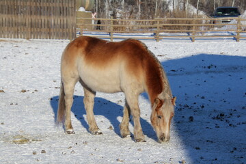 horse in the snow