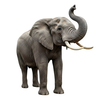 Majestic elephant isolated on transparent background