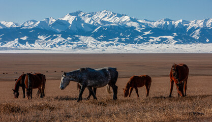 Beautiful horses graze in the mountains of Kazakhstan.