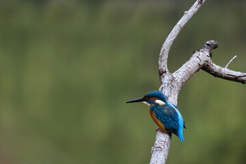 Elegant Kingfisher with Soft Background &ndash; Artistic Wildlife Composition and Copy Space