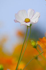 Delicate White Cosmos with Orange Accents &ndash; Pastel Floral Composition under Blue Sky