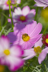 Bee and Cosmos Flower in Bloom &ndash; Dreamy Floral Interaction with Soft Pastel Background
