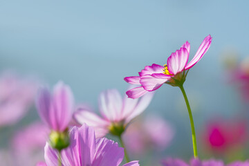 Elegant Pink Cosmos Composition &ndash; Pastel Floral Scene with Soft Blue Background