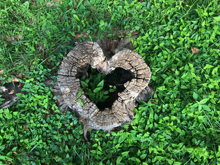 ハート型の切り株