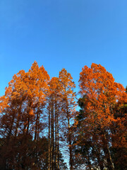 Fototapeta premium 紅葉した杉の木_04