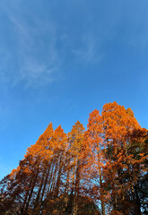 紅葉した杉の木_01