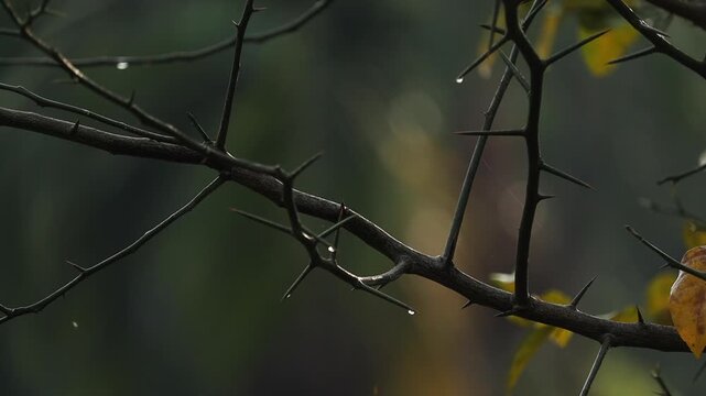 Sharp thorny tree branches with dry leaves in
dark natural background